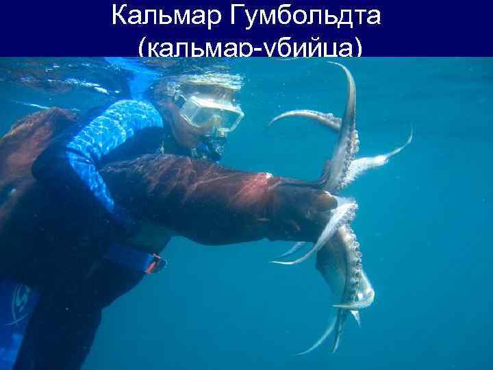 Кальмар Гумбольдта (кальмар-убийца) 