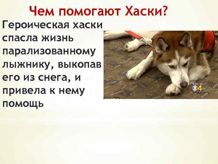 Чем помогают Хаски? Героическая хаски спасла жизнь парализованному лыжнику, выкопав его из снега, и