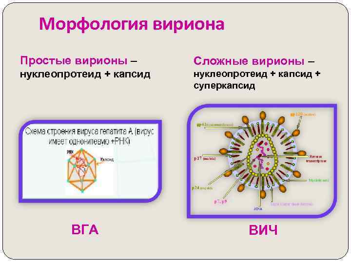 Рисунки различных форм вирионов