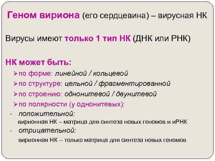 Геном вириона (его сердцевина) – вирусная НК Вирусы имеют только 1 тип НК (ДНК