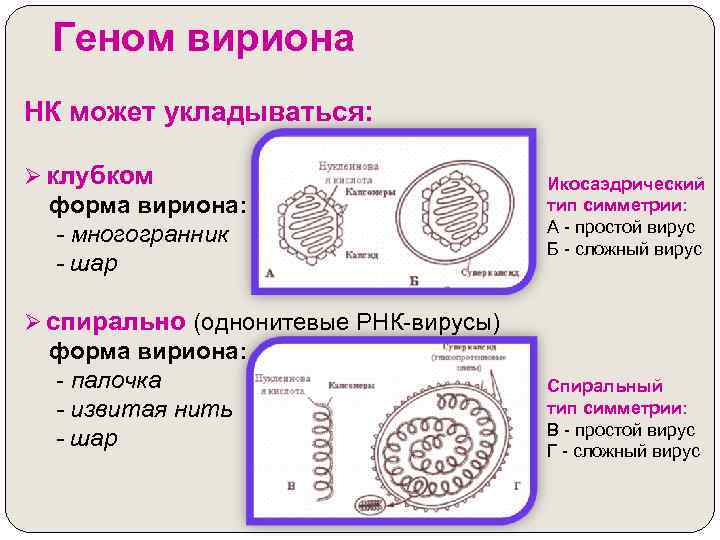 Рисунки различных форм вирионов