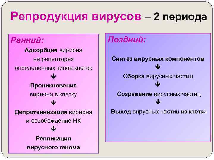 Репродукция вирусов – 2 периода Ранний: Адсорбция вириона на рецепторах определённых типов клеток Проникновение