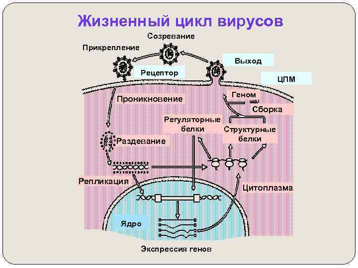 Схема жизненного цикла вируса схема