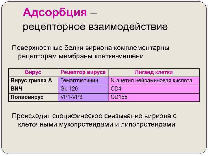 Адсорбция – рецепторное взаимодействие Поверхностные белки вириона комплементарны рецепторам мембраны клетки-мишени Происходит специфическое связывание