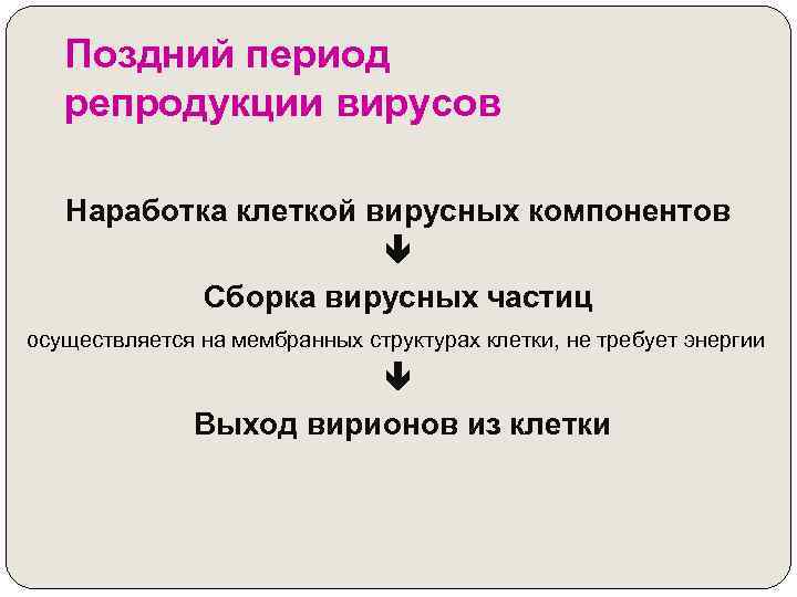 Поздний период репродукции вирусов Наработка клеткой вирусных компонентов Сборка вирусных частиц осуществляется на мембранных