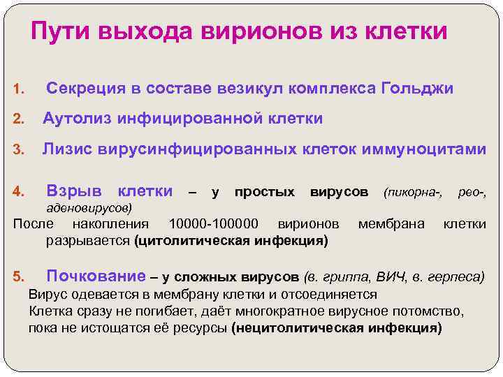 Пути выхода вирионов из клетки 1. Секреция в составе везикул комплекса Гольджи 2. Аутолиз