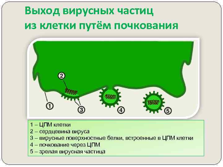 Выход вирусных частиц из клетки путём почкования 1 – ЦПМ клетки 2 – сердцевина