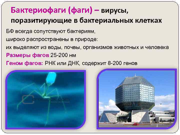 Бактериофаги (фаги) – вирусы, поразитирующие в бактериальных клетках БФ всегда сопутствуют бактериям, широко распространены