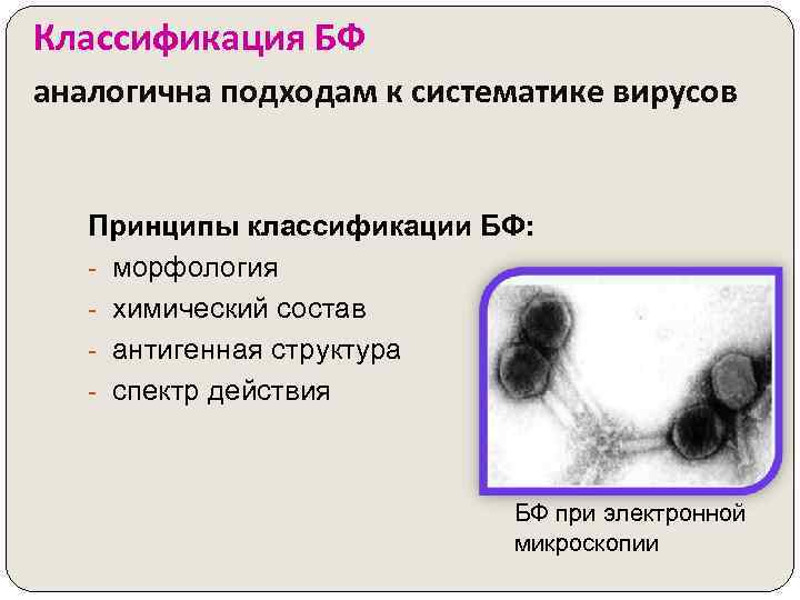Классификация БФ аналогична подходам к систематике вирусов Принципы классификации БФ: - морфология - химический