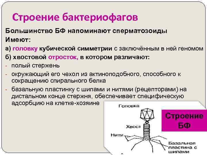 Строение бактериофагов Большинство БФ напоминают сперматозоиды Имеют: а) головку кубической симметрии с заключённым в
