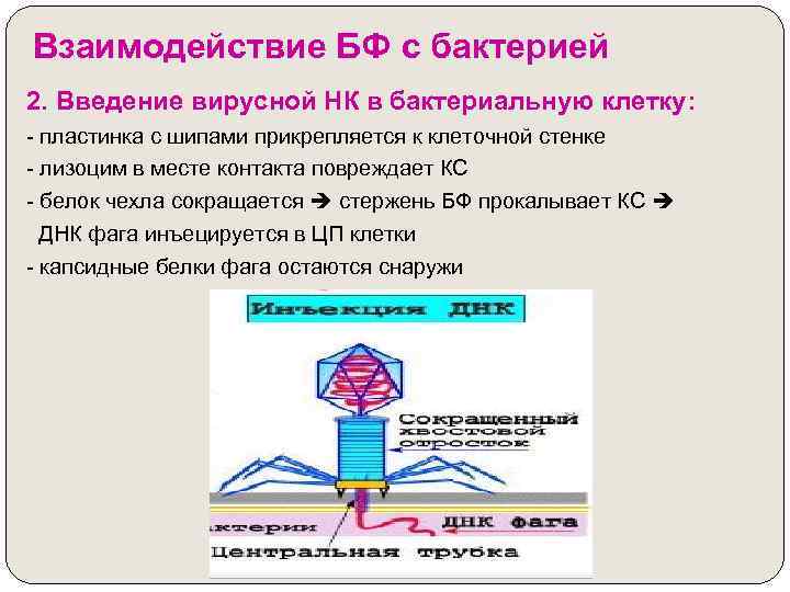 Взаимодействие БФ с бактерией 2. Введение вирусной НК в бактериальную клетку: - пластинка с