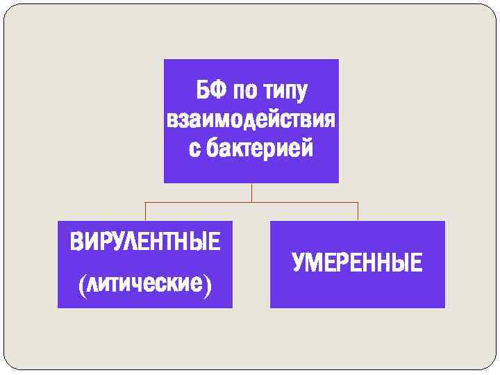 БФ по типу взаимодействия с бактерией ВИРУЛЕНТНЫЕ (литические) УМЕРЕННЫЕ 