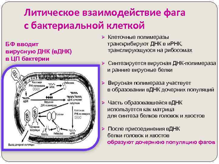 Литическое взаимодействие фага с бактериальной клеткой Ø Клеточные полимеразы БФ вводит вирусную ДНК (в.