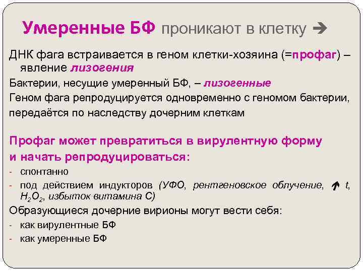 Умеренные БФ проникают в клетку ДНК фага встраивается в геном клетки-хозяина (=профаг) – явление
