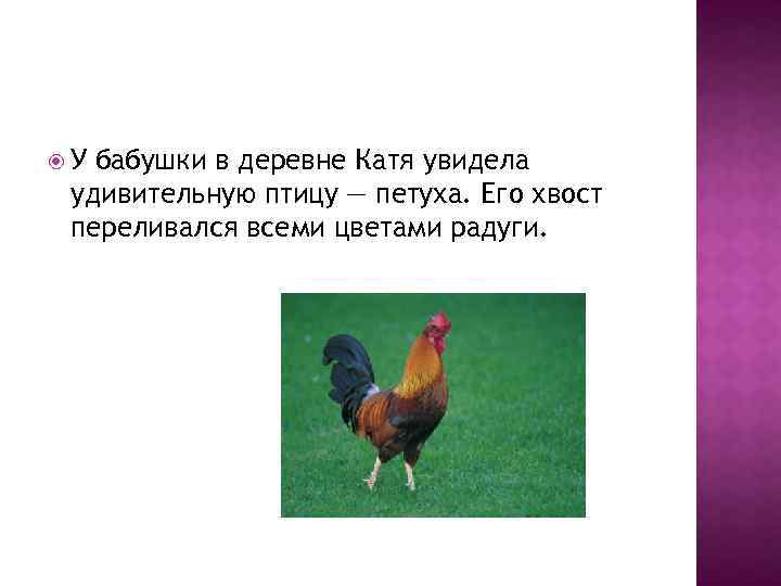  У бабушки в деревне Катя увидела удивительную птицу — петуха. Его хвост переливался