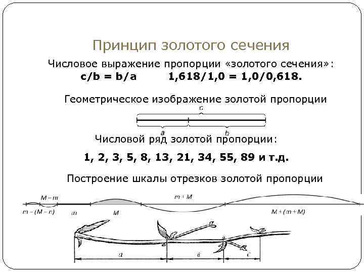 Принцип золотого сечения Числовое выражение пропорции «золотого сечения» : с/b = b/a 1, 618/1,