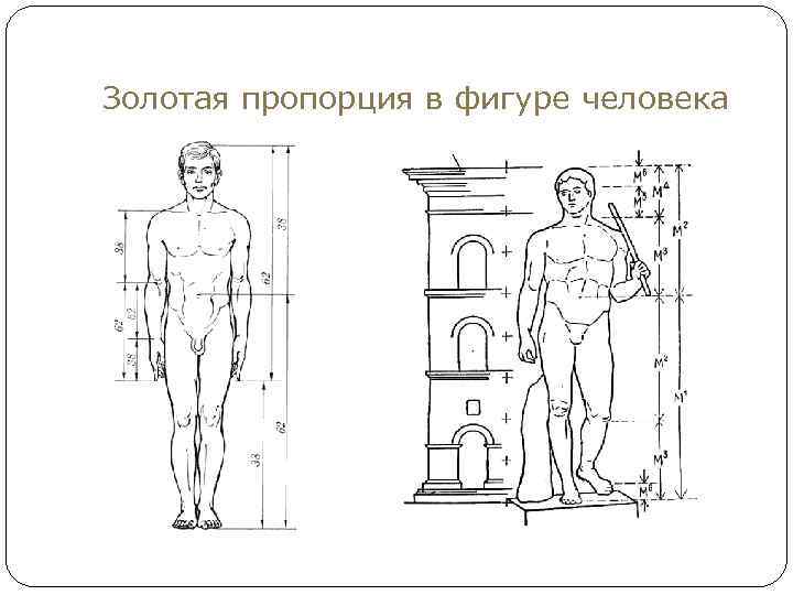 Золотая пропорция в фигуре человека 