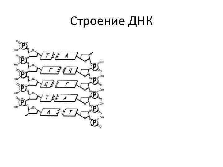 Строение ДНК 