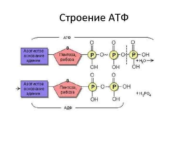 Строение АТФ 