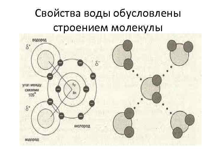 Свойства воды обусловлены строением молекулы 