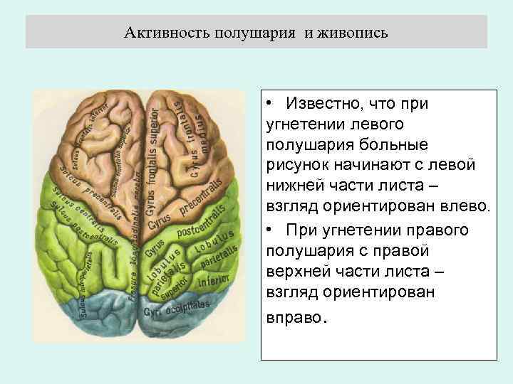 Право полушария. Взаимодействие правого и левого полушария. Правое и левое полушарие коры головного мозга. Правое полушарие зоны. Деятельность левого полушария.