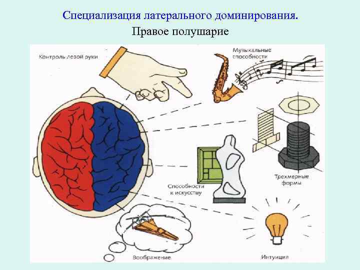 Специализация латерального доминирования. Правое полушарие 
