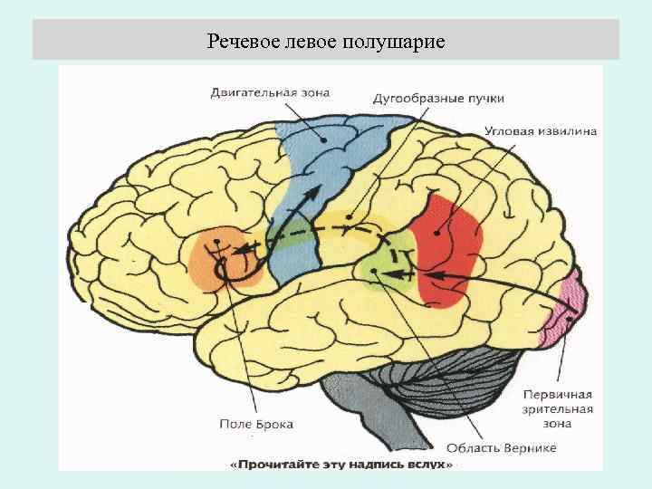 Речевое левое полушарие 