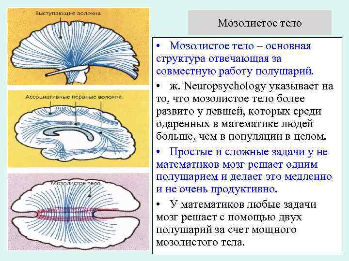 Рассечение мозолистого тела