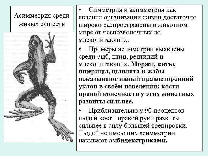 Асимметрия среди живых существ • Симметрия и асимметрия как явления организации жизни достаточно широко