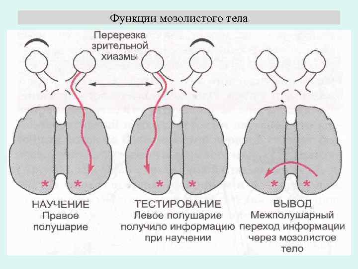 Моторная асимметрия это