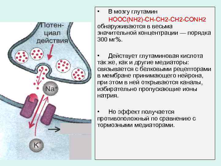  • В мозгу глутамин HOOC(NH 2)-CH-CH 2 -CONH 2 обнаруживаются в весьма значительной