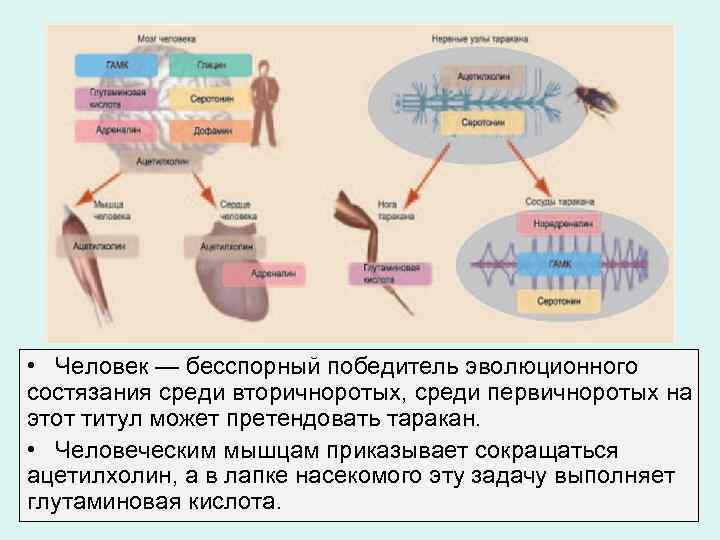  • Человек — бесспорный победитель эволюционного состязания среди вторичноротых, среди первичноротых на этот