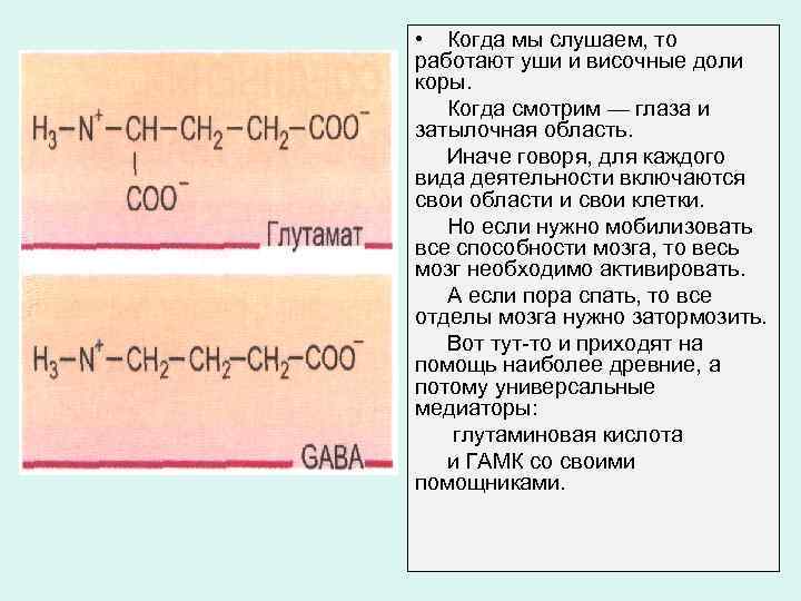  • Когда мы слушаем, то работают уши и височные доли коры. Когда смотрим