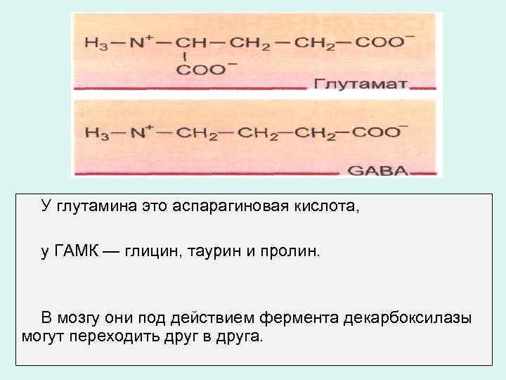 У глутамина это аспарагиновая кислота, у ГАМК — глицин, таурин и пролин. В мозгу