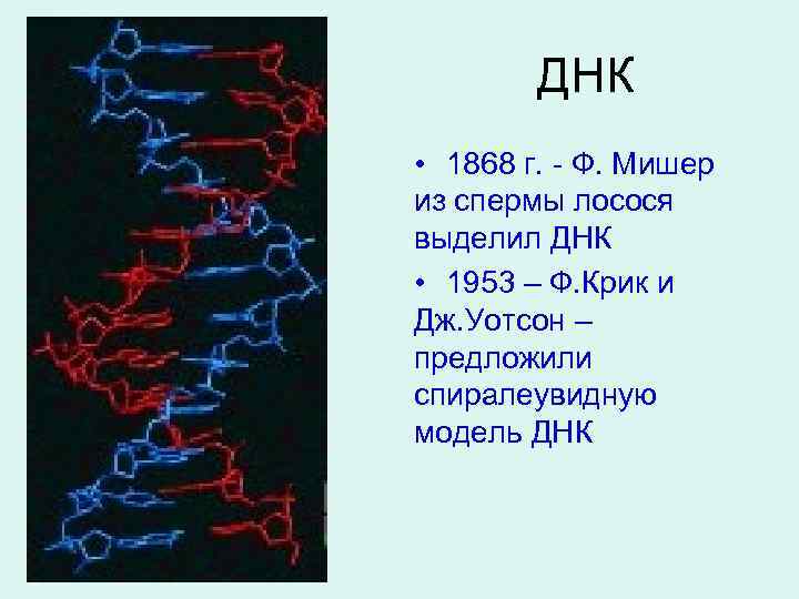 ДНК • 1868 г. - Ф. Мишер из спермы лосося выделил ДНК • 1953