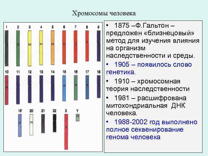 Хромосомы человека • 1875 –Ф. Гальтон – предложен «близнецовый» метод для изучения влияния на
