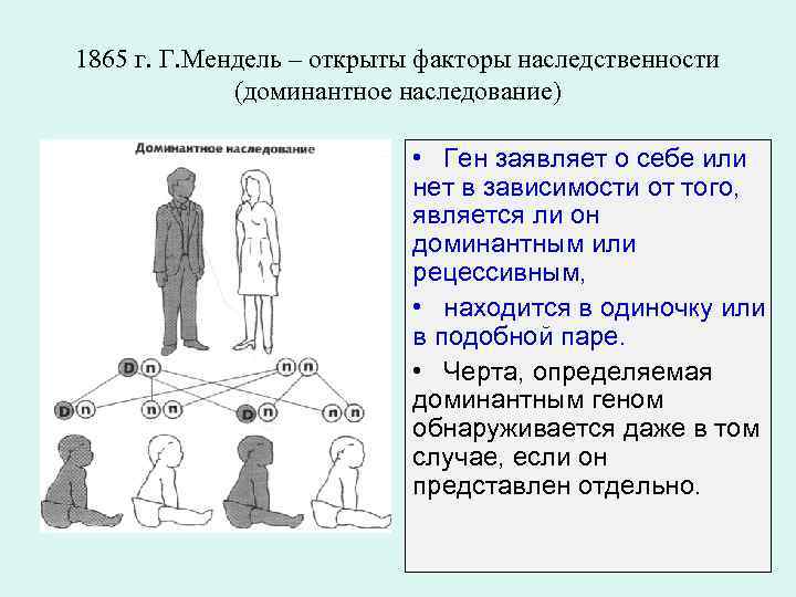 1865 г. Г. Мендель – открыты факторы наследственности (доминантное наследование) • Ген заявляет о