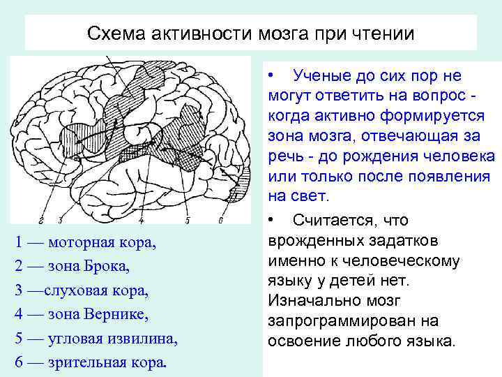 Какой цифрой на рисунке обозначена кость защищающая слуховую зону коры головного мозга