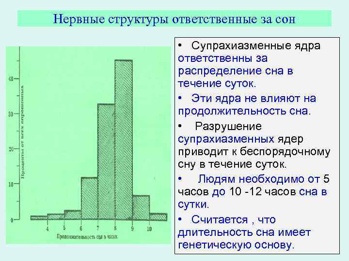 Нервные структуры ответственные за сон • Супрахиазменные ядра ответственны за распределение сна в течение