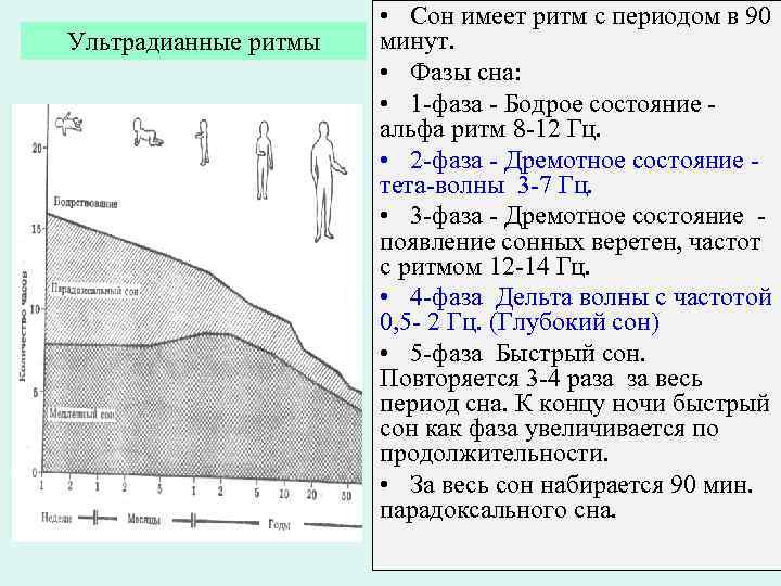 Ультрадианные ритмы • Сон имеет ритм с периодом в 90 минут. • Фазы сна: