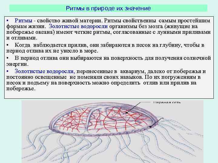 Ритмы в природе их значение • Ритмы - свойство живой материи. Ритмы свойственны самым