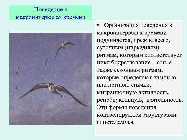 Поведение в макроинтервалах времени • Организация поведения в макроинтервалах времени подчиняется, прежде всего, суточным