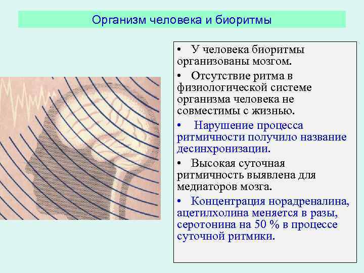 Организм человека и биоритмы • У человека биоритмы организованы мозгом. • Отсутствие ритма в