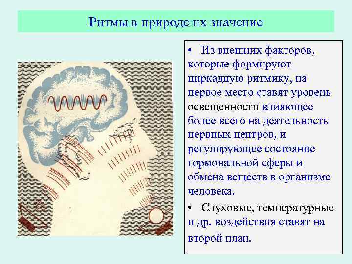 Ритмы в природе их значение • Из внешних факторов, которые формируют циркадную ритмику, на