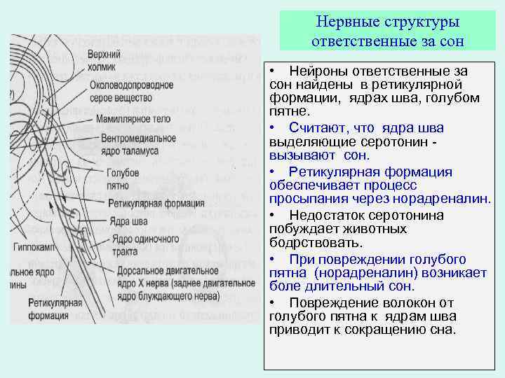 Нервные структуры ответственные за сон • Нейроны ответственные за сон найдены в ретикулярной формации,