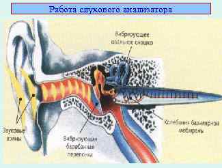 Работа слухового анализатора 