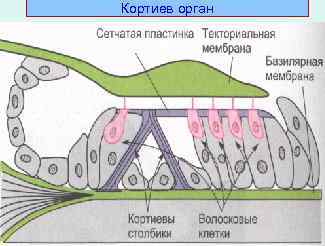 Кортиев орган 