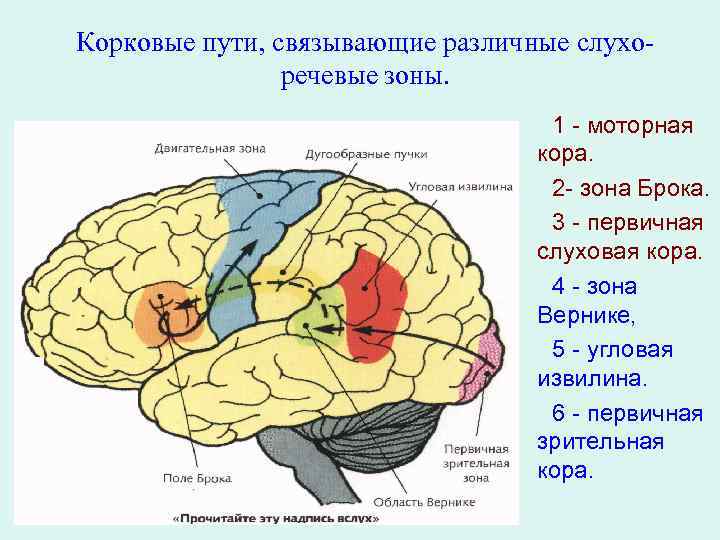 Brain 71. Речевые центры Брока и Вернике. Зона Брока и зона Вернике. Центр Брока и Вернике функции. Речевые зоны коры головного мозга Брока.