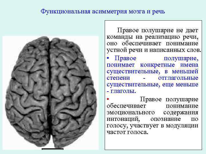 Функции полушарий мозга кратко