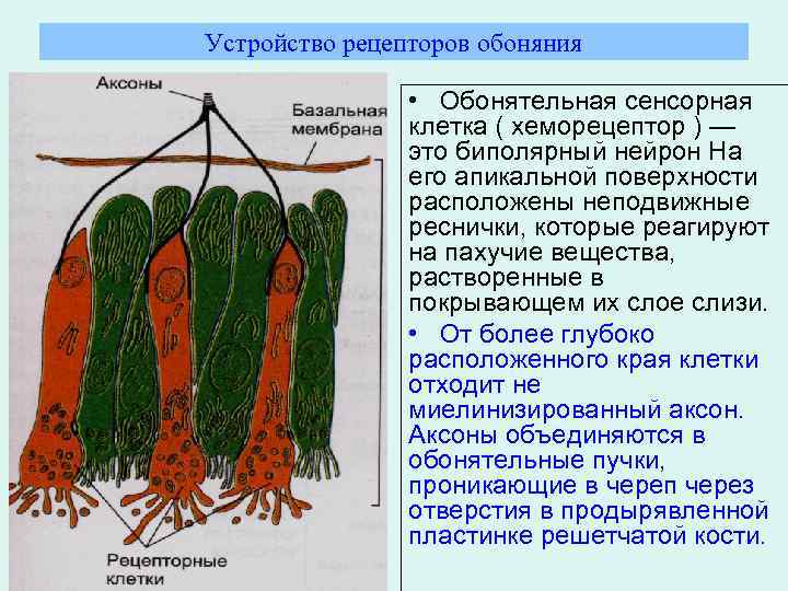 Устройство рецепторов обоняния • Обонятельная сенсорная клетка ( хеморецептор ) — это биполярный нейрон